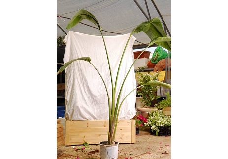 ציפור גן עדן