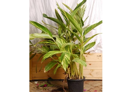 ג&rsquo;נג&rsquo;ר