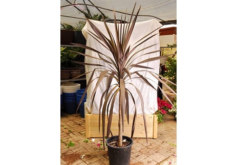 דרצנה אדומה