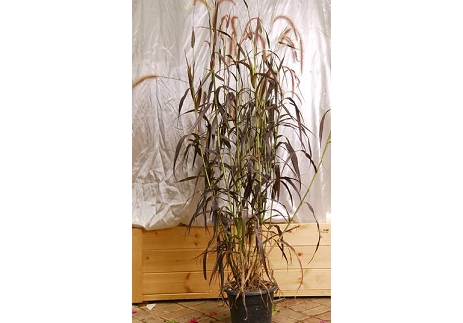 זיפ נוצה אדום