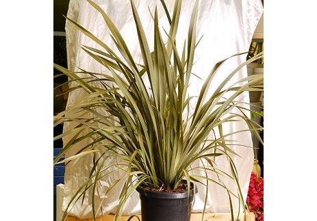 פורמיום חסון