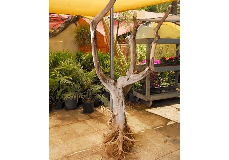 גזע עץ חשוף