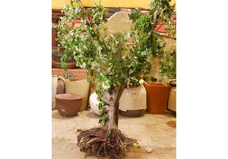 גזע עץ מצופה