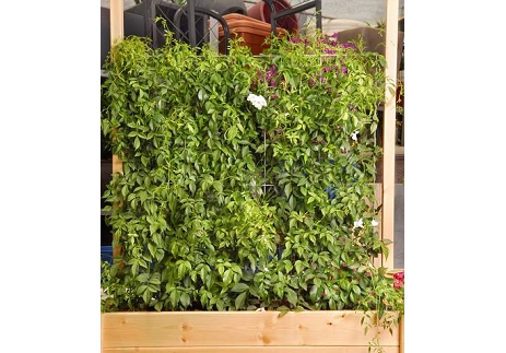 גן גדר נמוך