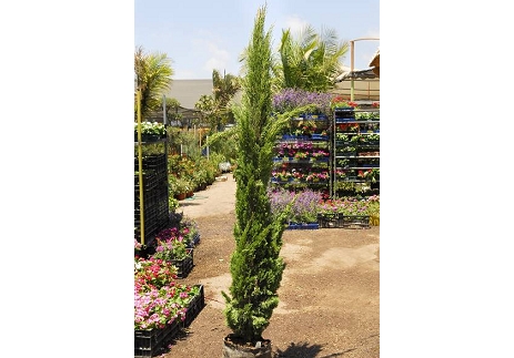 ברוש טוטם ירוק