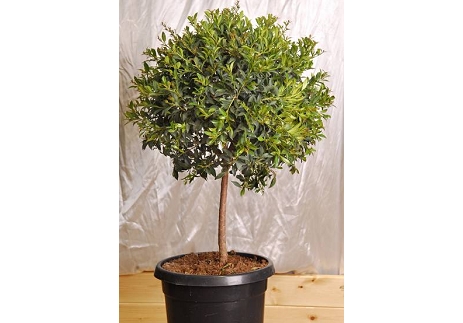 סיזיגיום גזע כדור