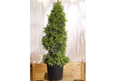 סיזיגיום משולש