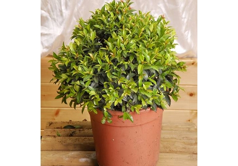 סיזיגיום כדור