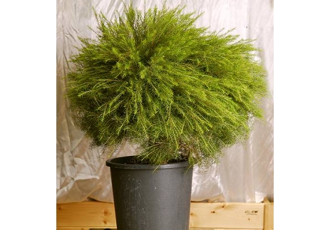 גרין דום כדור