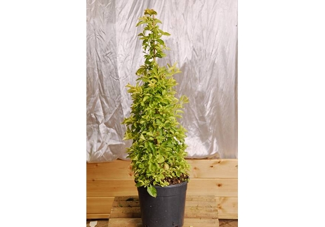 תאילנדי כדור